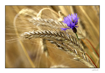 Kornblume