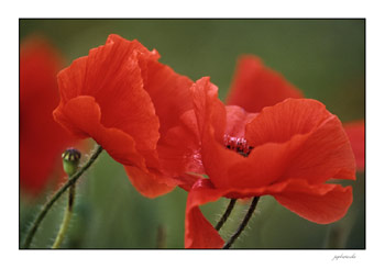 Mohn