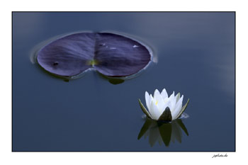 Seerose